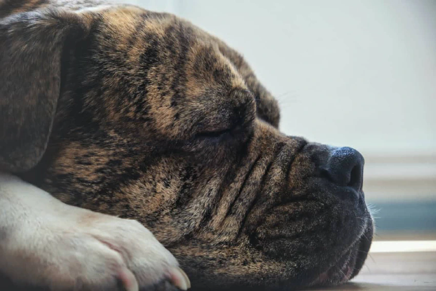 Sleeping dog.