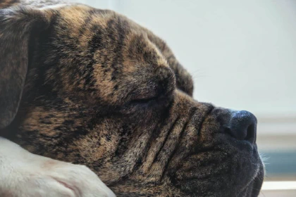 Sleeping dog.