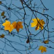 November mood