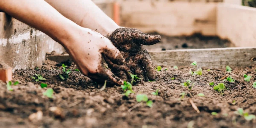 Hands digging in garden