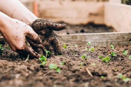 Hands digging in garden