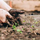 Hands digging in garden