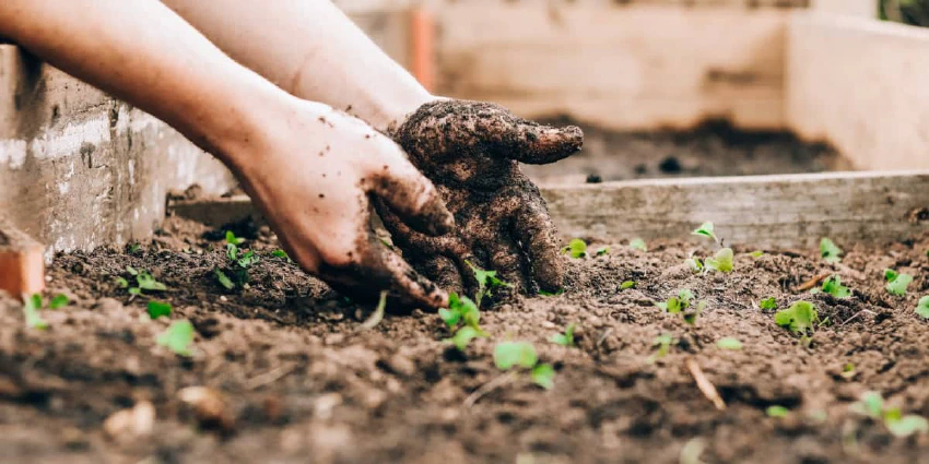 Hands digging in garden