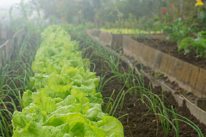 Rows of vegetables in a garden