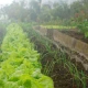 Rows of vegetables in a garden