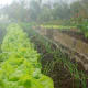 Rows of vegetables in a garden