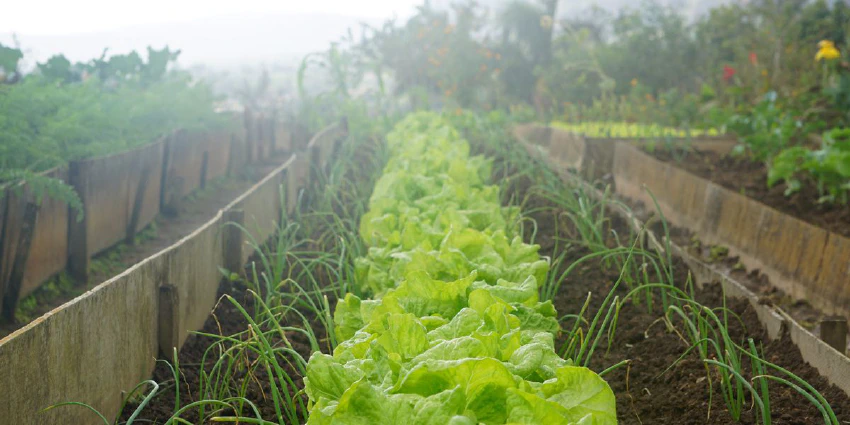 Rows of vegetables in a garden